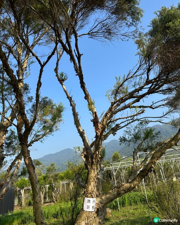 期間限定紫藤花季@台北淡水