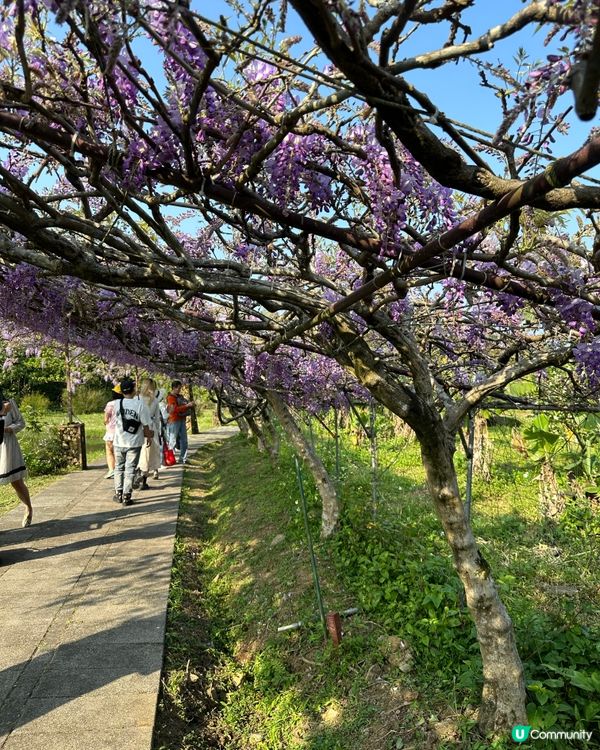 期間限定紫藤花季@台北淡水