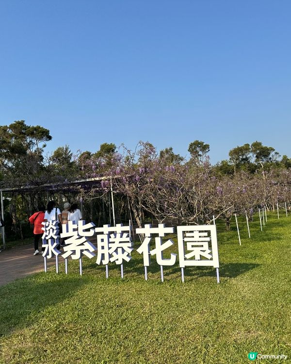 期間限定紫藤花季@台北淡水