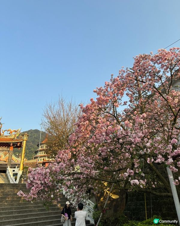 期間限定紫藤花季@台北淡水