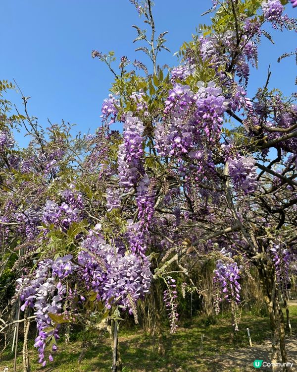 期間限定紫藤花季@台北淡水