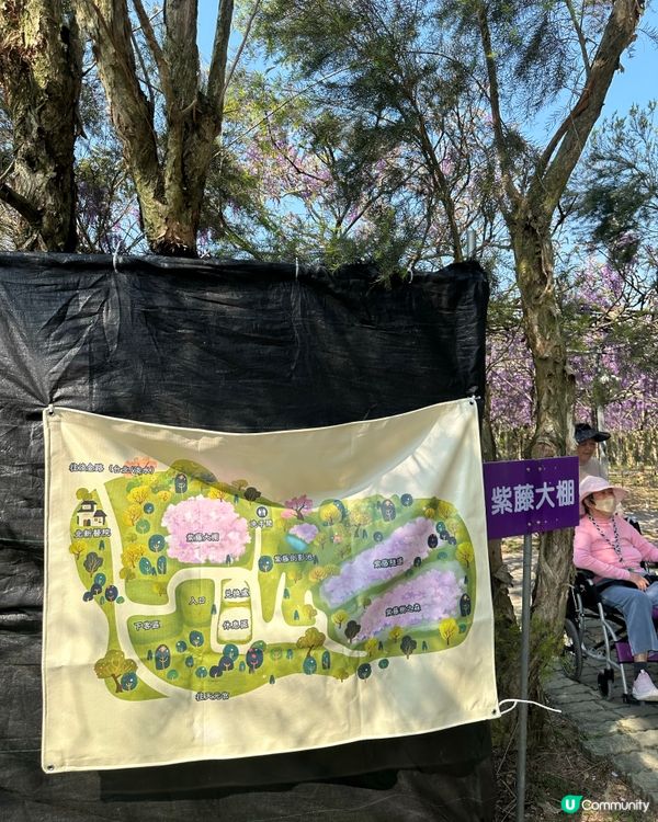 期間限定紫藤花季@台北淡水