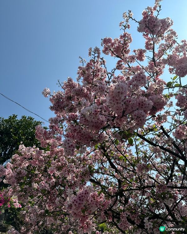 期間限定紫藤花季@台北淡水