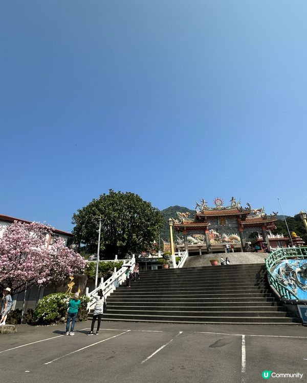 期間限定紫藤花季@台北淡水