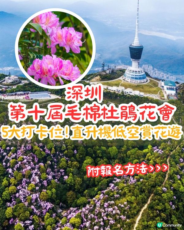 深圳第十屆毛棉杜鵑花會😍5大打卡位 ! 直升機低空賞花遊🚁附報名方法/最佳觀賞期