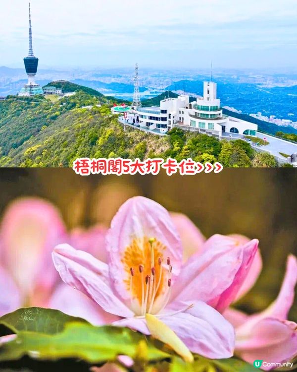 深圳第十屆毛棉杜鵑花會😍5大打卡位 ! 直升機低空賞花遊🚁附報名方法/最佳觀賞期