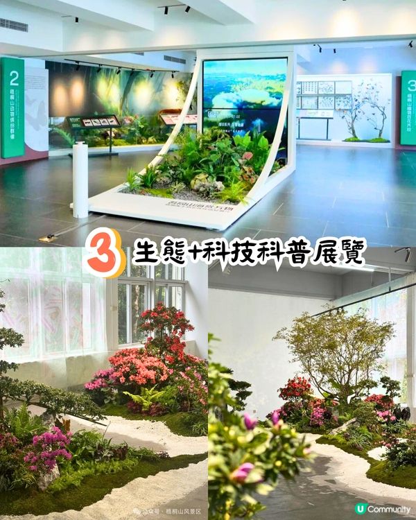 深圳第十屆毛棉杜鵑花會😍5大打卡位 ! 直升機低空賞花遊🚁附報名方法/最佳觀賞期