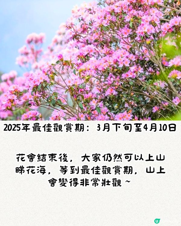 深圳第十屆毛棉杜鵑花會😍5大打卡位 ! 直升機低空賞花遊🚁附報名方法/最佳觀賞期