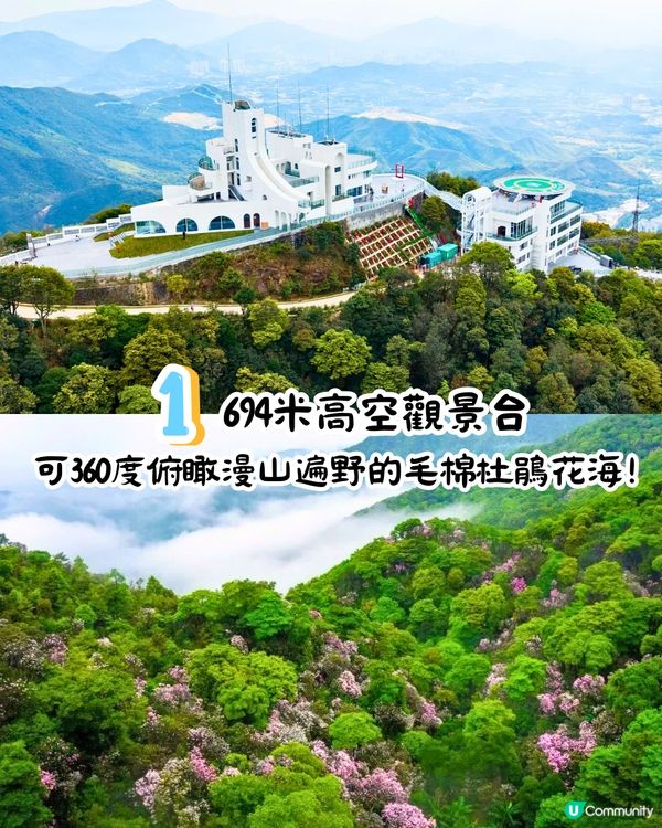 深圳第十屆毛棉杜鵑花會😍5大打卡位 ! 直升機低空賞花遊🚁附報名方法/最佳觀賞期