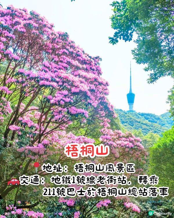 深圳第十屆毛棉杜鵑花會😍5大打卡位 ! 直升機低空賞花遊🚁附報名方法/最佳觀賞期