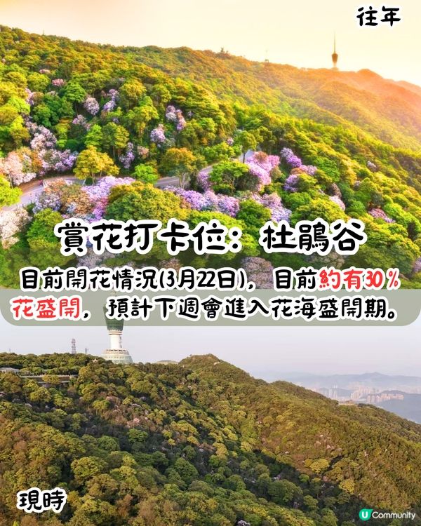 深圳第十屆毛棉杜鵑花會😍5大打卡位 ! 直升機低空賞花遊🚁附報名方法/最佳觀賞期