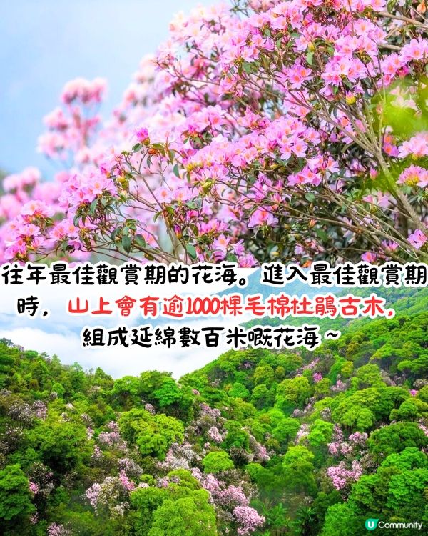 深圳第十屆毛棉杜鵑花會😍5大打卡位 ! 直升機低空賞花遊🚁附報名方法/最佳觀賞期