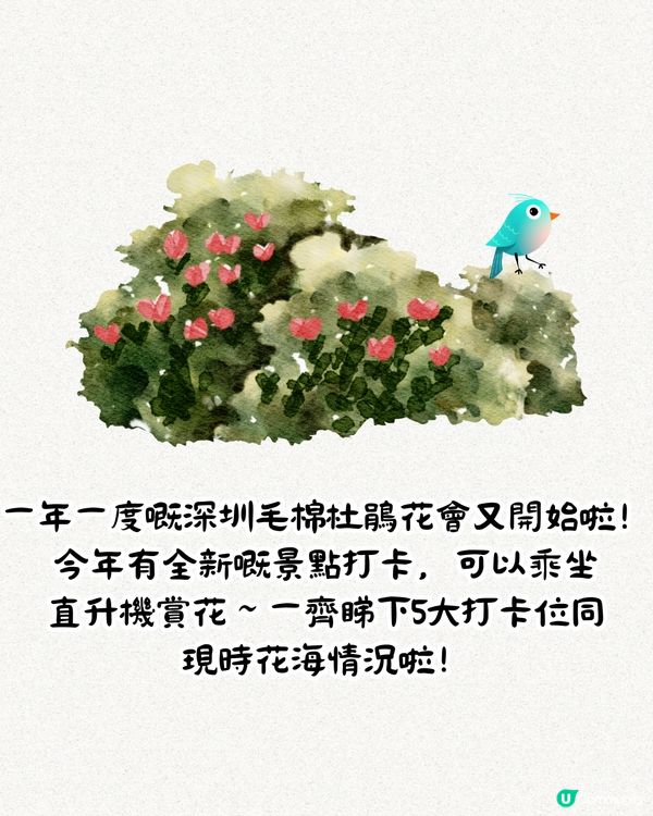 深圳第十屆毛棉杜鵑花會😍5大打卡位 ! 直升機低空賞花遊🚁附報名方法/最佳觀賞期