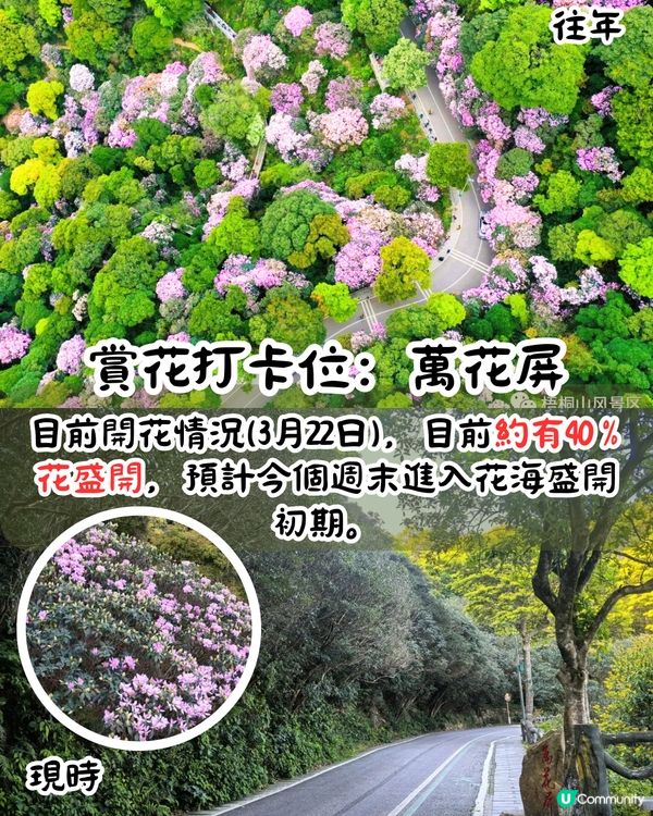 深圳第十屆毛棉杜鵑花會😍5大打卡位 ! 直升機低空賞花遊🚁附報名方法/最佳觀賞期