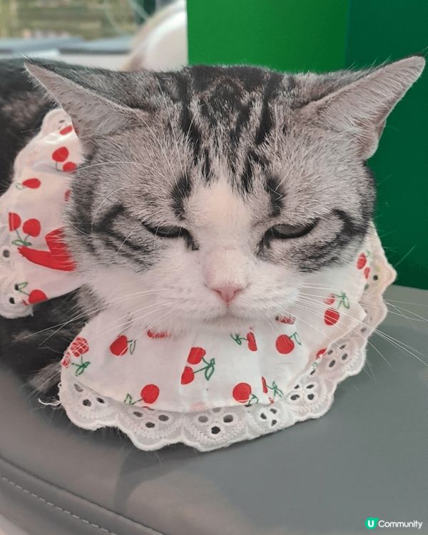 我喜歡接觸小動物喜歡去飲茶喜歡到處遊歷令我身心放鬆。