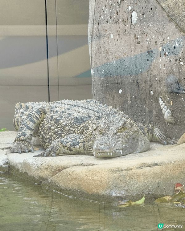 又係辣媽好介紹🤗