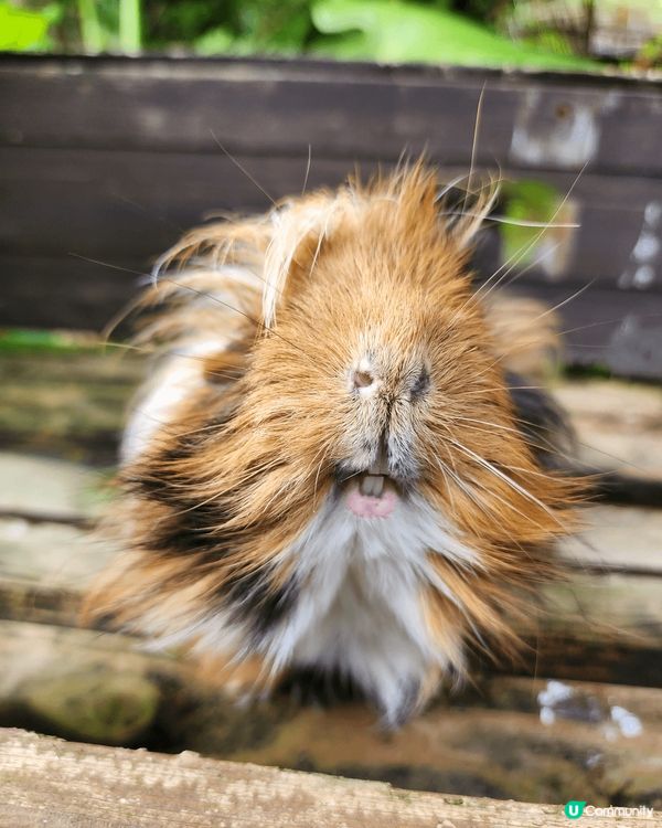 日本沖繩東南植物園,有動物，可以親自喂山羊，水豚，天竺鼠，好...