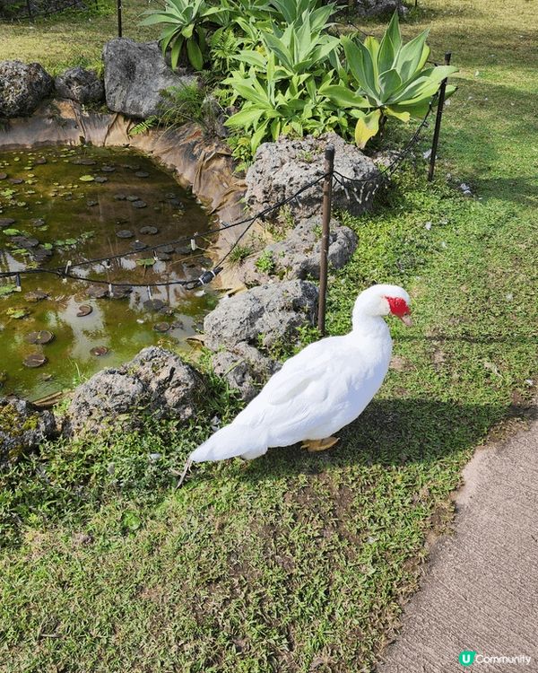 日本沖繩東南植物園,有動物，可以親自喂山羊，水豚，天竺鼠，好...