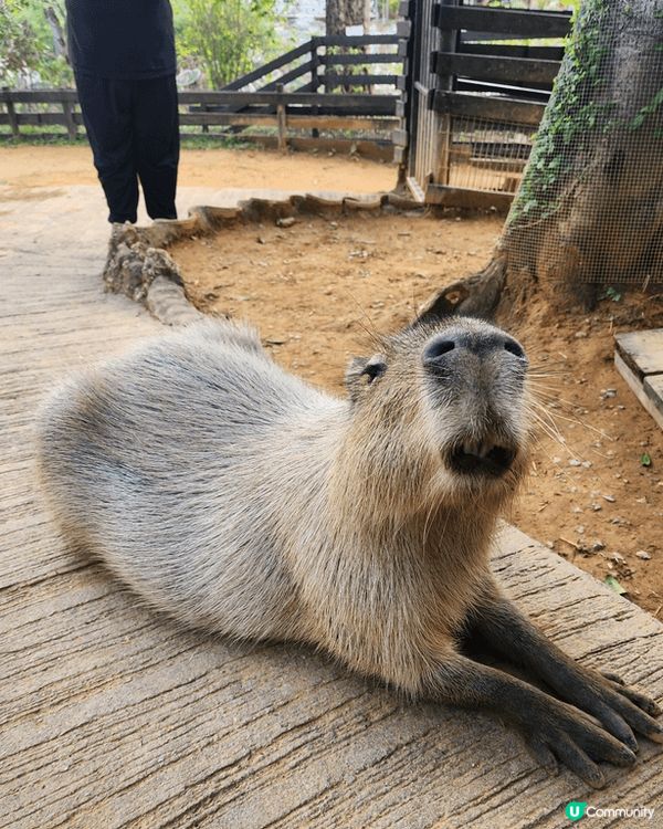 日本沖繩東南植物園,有動物，可以親自喂山羊，水豚，天竺鼠，好...