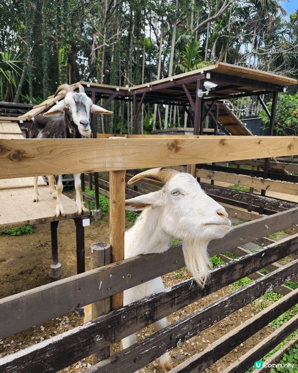 日本沖繩東南植物園,有動物，可以親自喂山羊，水豚，天竺鼠，好...