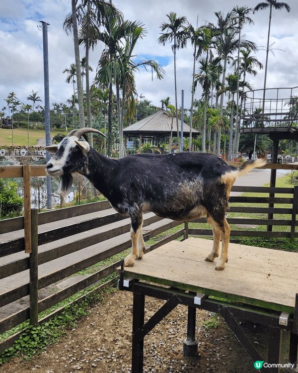 日本沖繩東南植物園,有動物，可以親自喂山羊，水豚，天竺鼠，好...