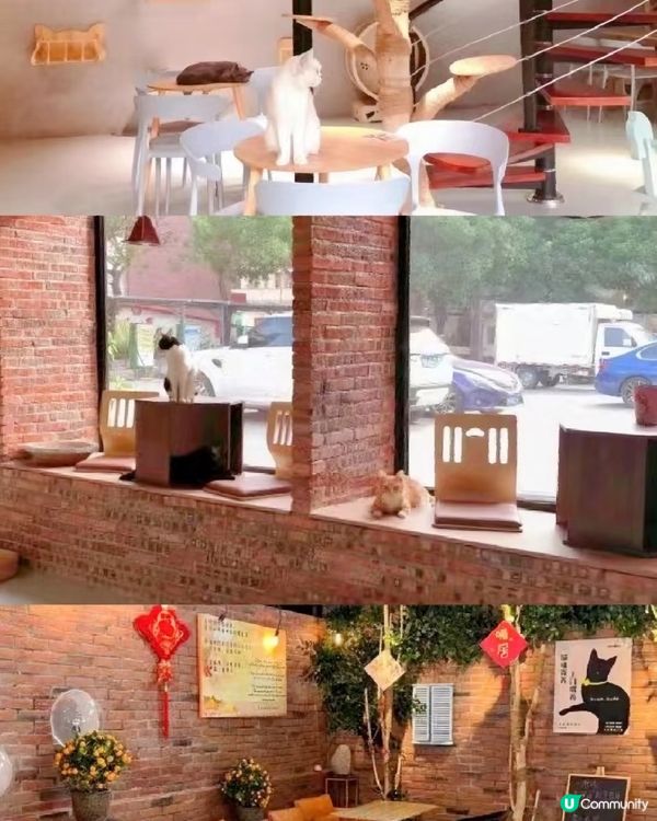 近期去咗珠海一間出名嘅貓Cafe打卡，嗰度有50隻貓，啲咖啡...