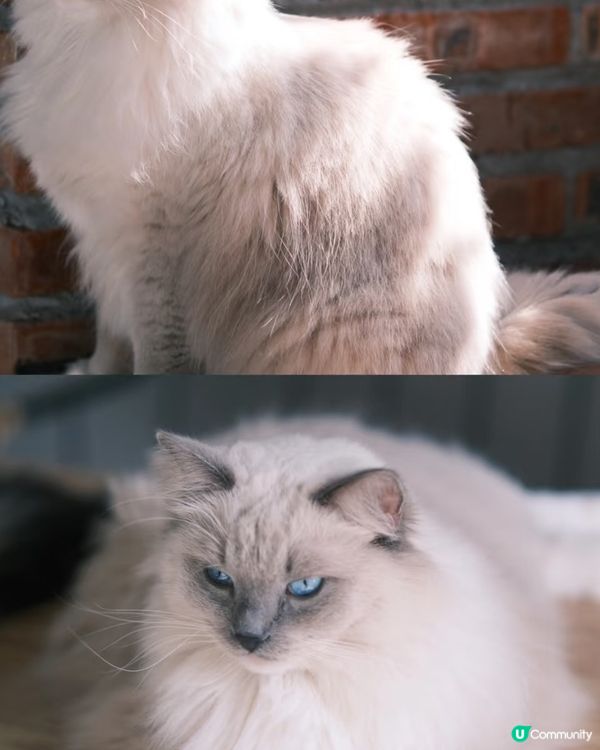 近期去咗珠海一間出名嘅貓Cafe打卡，嗰度有50隻貓，啲咖啡...