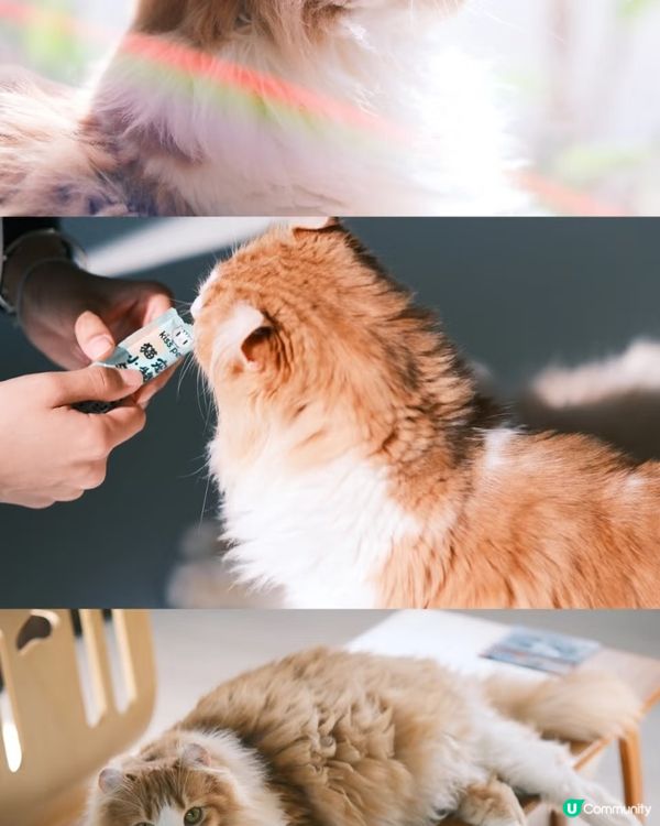 近期去咗珠海一間出名嘅貓Cafe打卡，嗰度有50隻貓，啲咖啡...