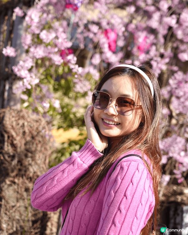 又到櫻花季節了，有無想念日本呢