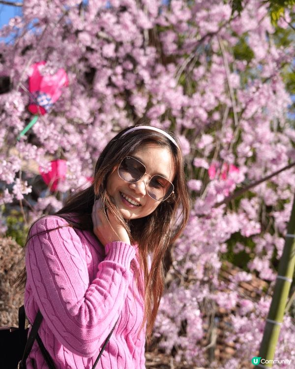 又到櫻花季節了，有無想念日本呢