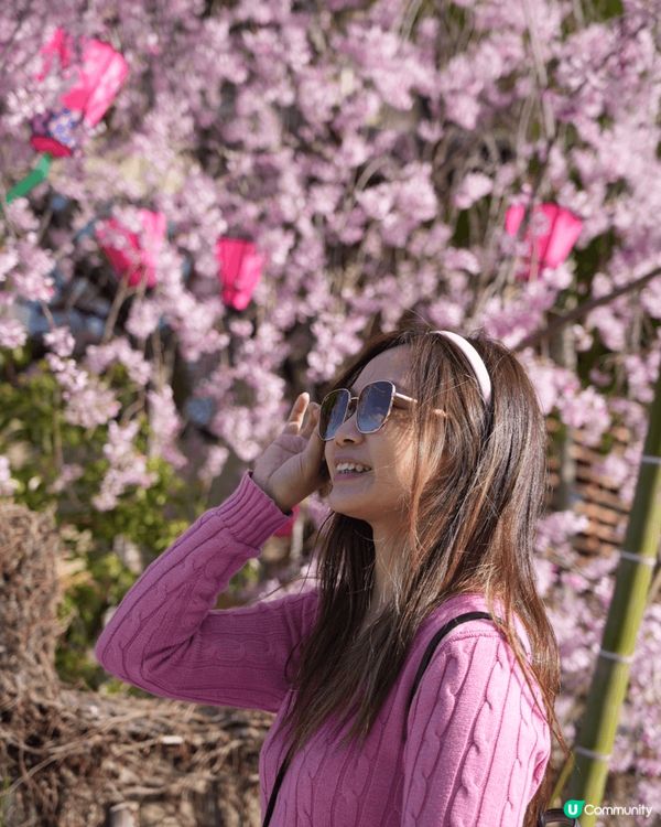 又到櫻花季節了，有無想念日本呢