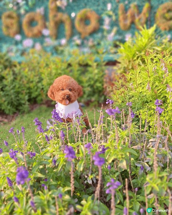 南昌站B出口步行10分鐘，寵物共享公園，薰衣草的花語是等待愛...