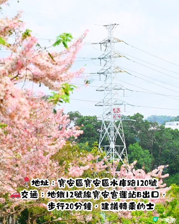 深圳賞花節果決明5大推介📸隱世公園如櫻花花海超靚😍附交通教學🚗