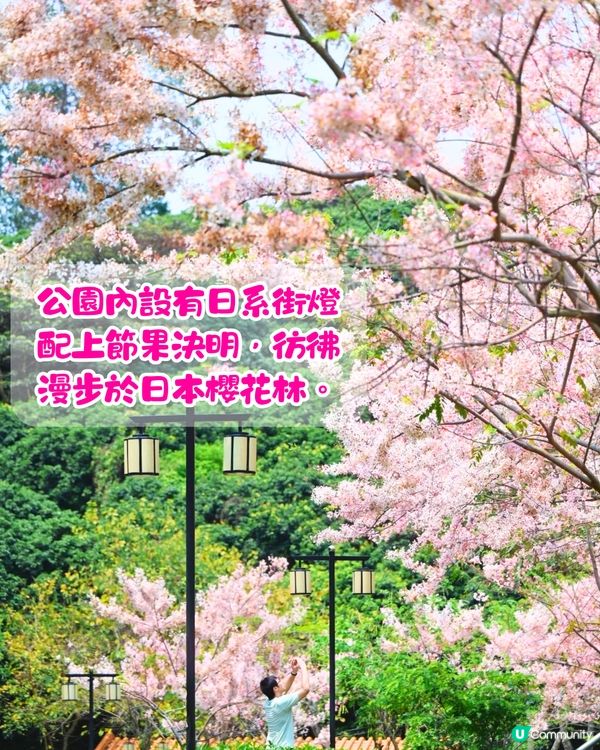 深圳賞花節果決明5大推介📸隱世公園如櫻花花海超靚😍附交通教學🚗