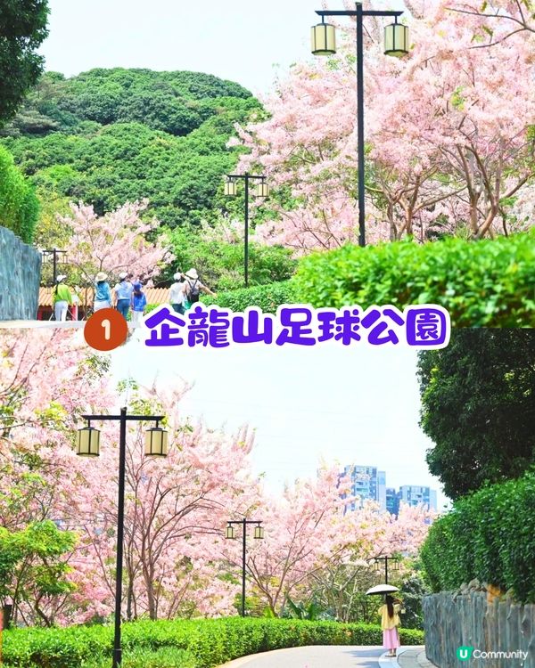 深圳賞花節果決明5大推介📸隱世公園如櫻花花海超靚😍附交通教學🚗