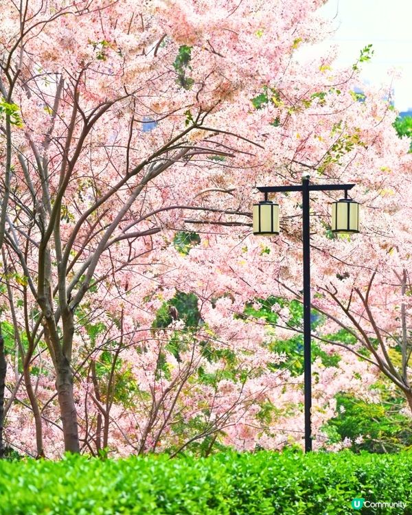 深圳賞花節果決明5大推介📸隱世公園如櫻花花海超靚😍附交通教學🚗