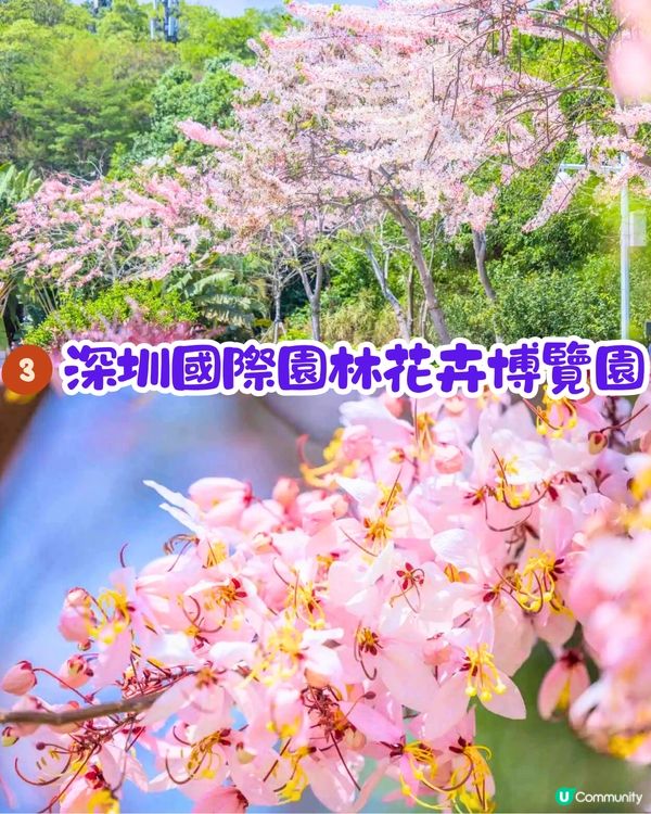深圳賞花節果決明5大推介📸隱世公園如櫻花花海超靚😍附交通教學🚗