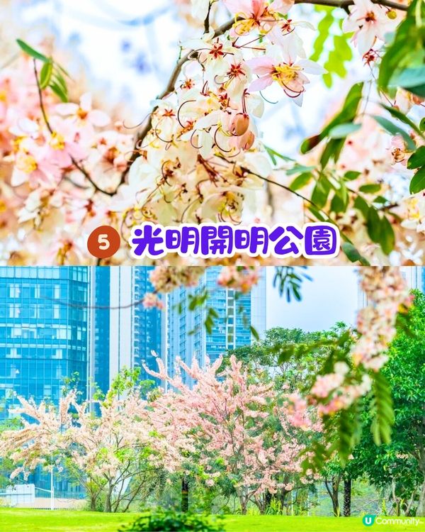 深圳賞花節果決明5大推介📸隱世公園如櫻花花海超靚😍附交通教學🚗