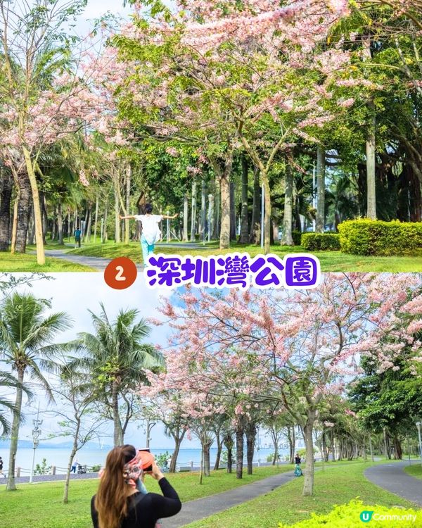 深圳賞花節果決明5大推介📸隱世公園如櫻花花海超靚😍附交通教學🚗
