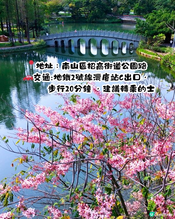 深圳賞花節果決明5大推介📸隱世公園如櫻花花海超靚😍附交通教學🚗