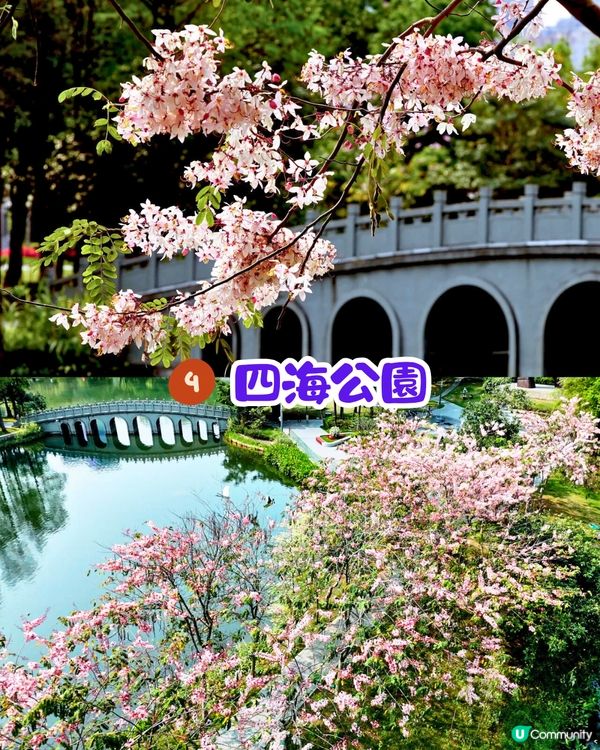 深圳賞花節果決明5大推介📸隱世公園如櫻花花海超靚😍附交通教學🚗