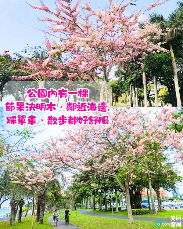 深圳賞花節果決明5大推介📸隱世公園如櫻花花海超靚😍附交通教學🚗