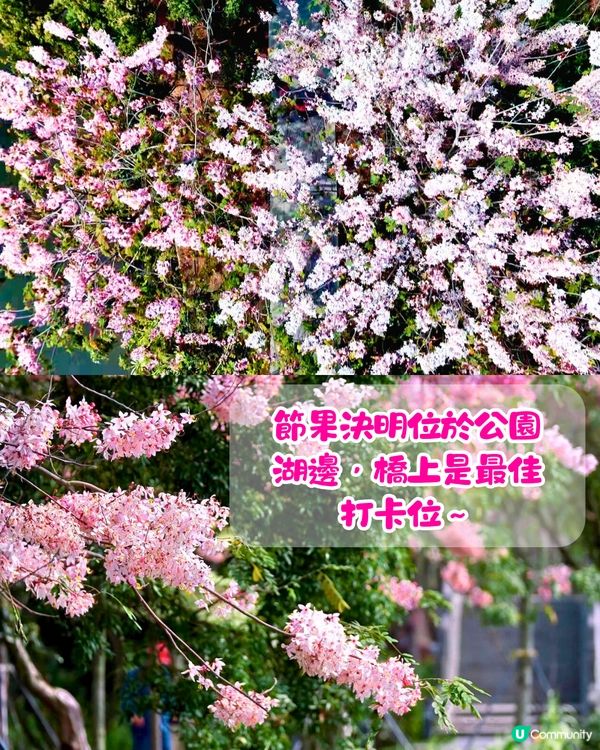 深圳賞花節果決明5大推介📸隱世公園如櫻花花海超靚😍附交通教學🚗