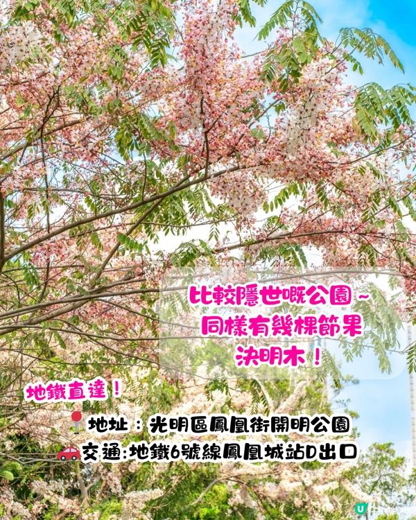 深圳賞花節果決明5大推介📸隱世公園如櫻花花海超靚😍附交通教學🚗