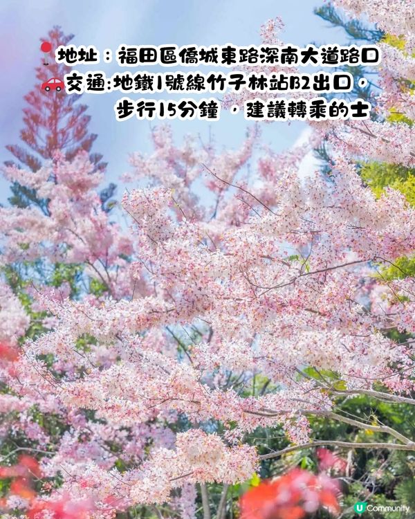 深圳賞花節果決明5大推介📸隱世公園如櫻花花海超靚😍附交通教學🚗