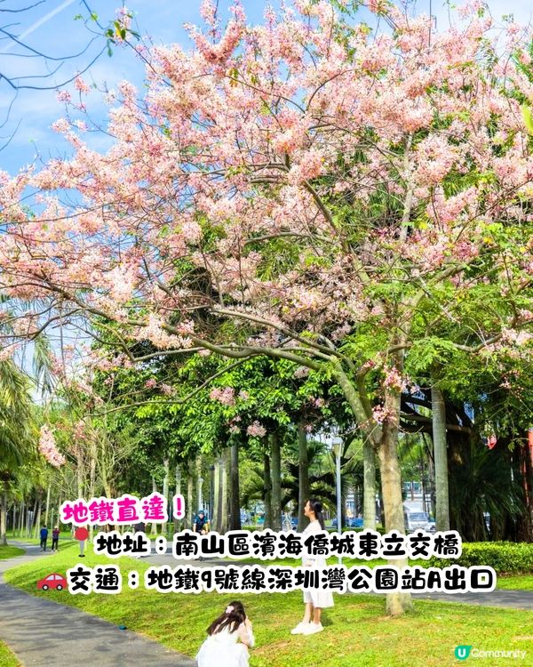 深圳賞花節果決明5大推介📸隱世公園如櫻花花海超靚😍附交通教學🚗