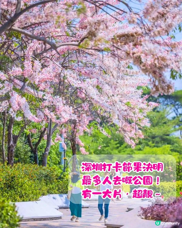 深圳賞花節果決明5大推介📸隱世公園如櫻花花海超靚😍附交通教學🚗