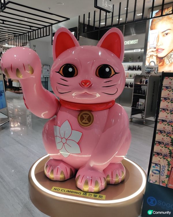 好多好多的貓貓