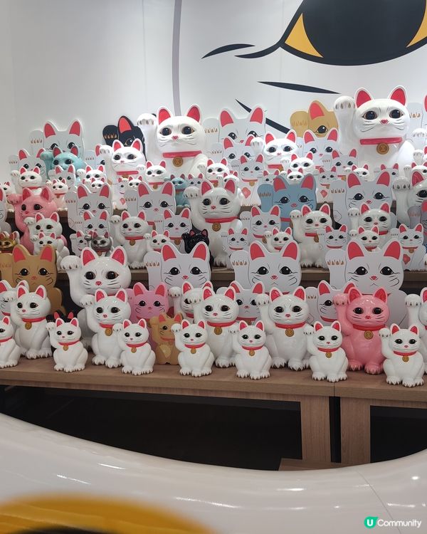 好多好多的貓貓