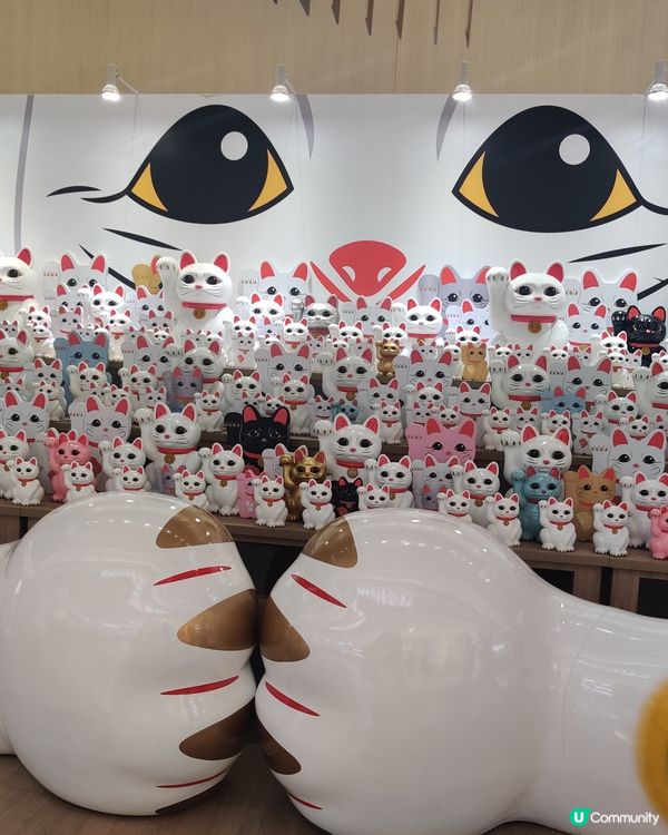 好多好多的貓貓